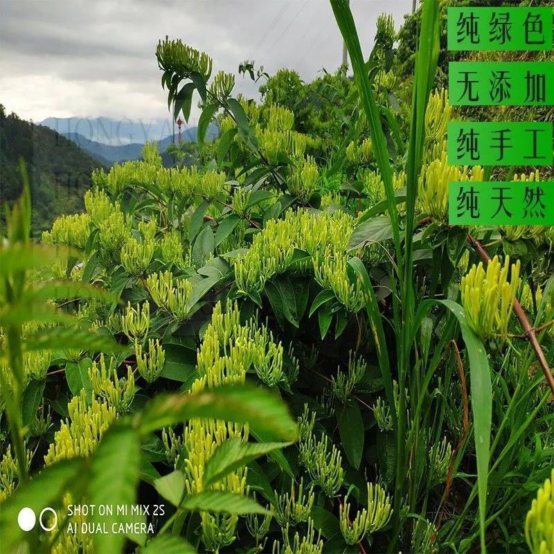 金银花包邮包邮正品产地无硫磺新货