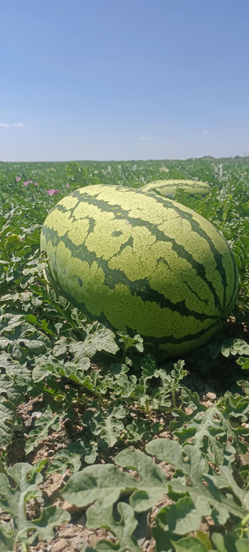 宁夏硒砂瓜甜度高水分足全国发货耐运输