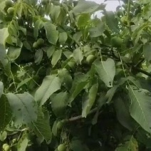 核桃