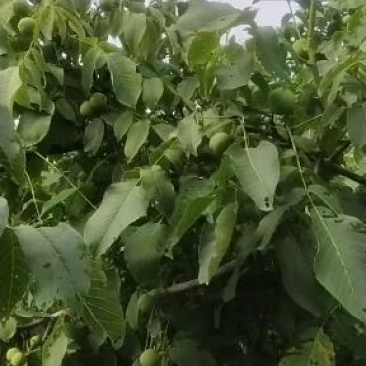 核桃