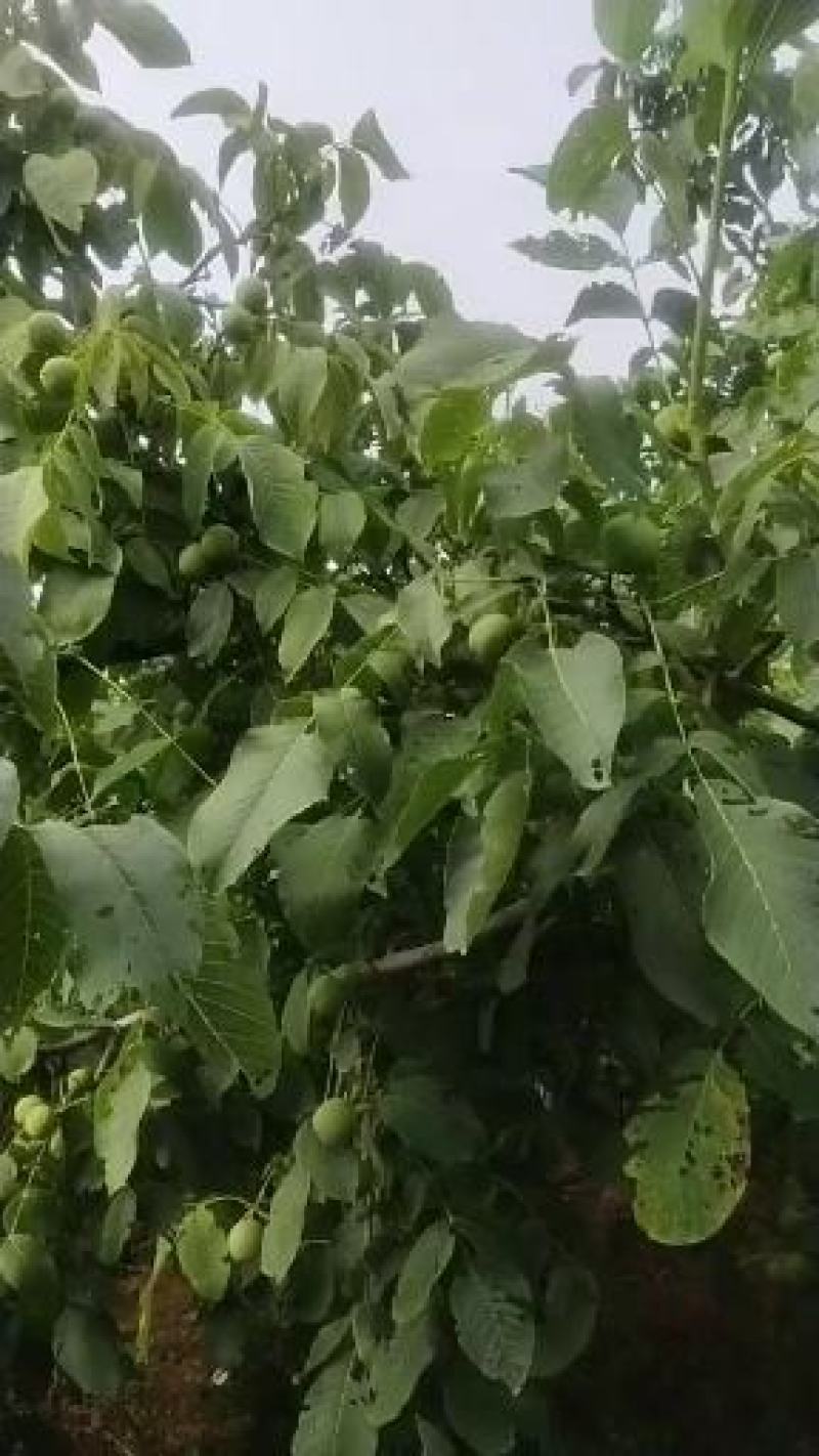 核桃