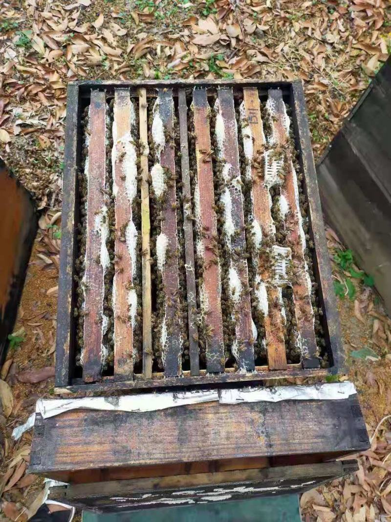 高山野外养植蜜蜂糖，纯正蜜蜂糖