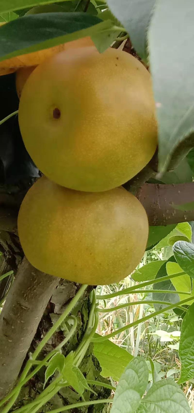新鲜翠玉梨