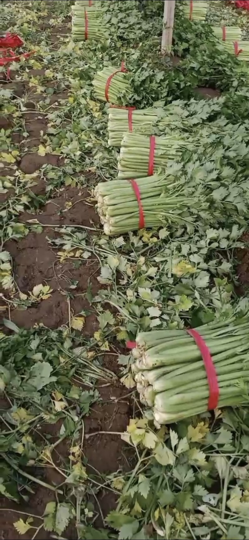 【西芹】精品芹菜细中粗棵量大质量保证，价格优