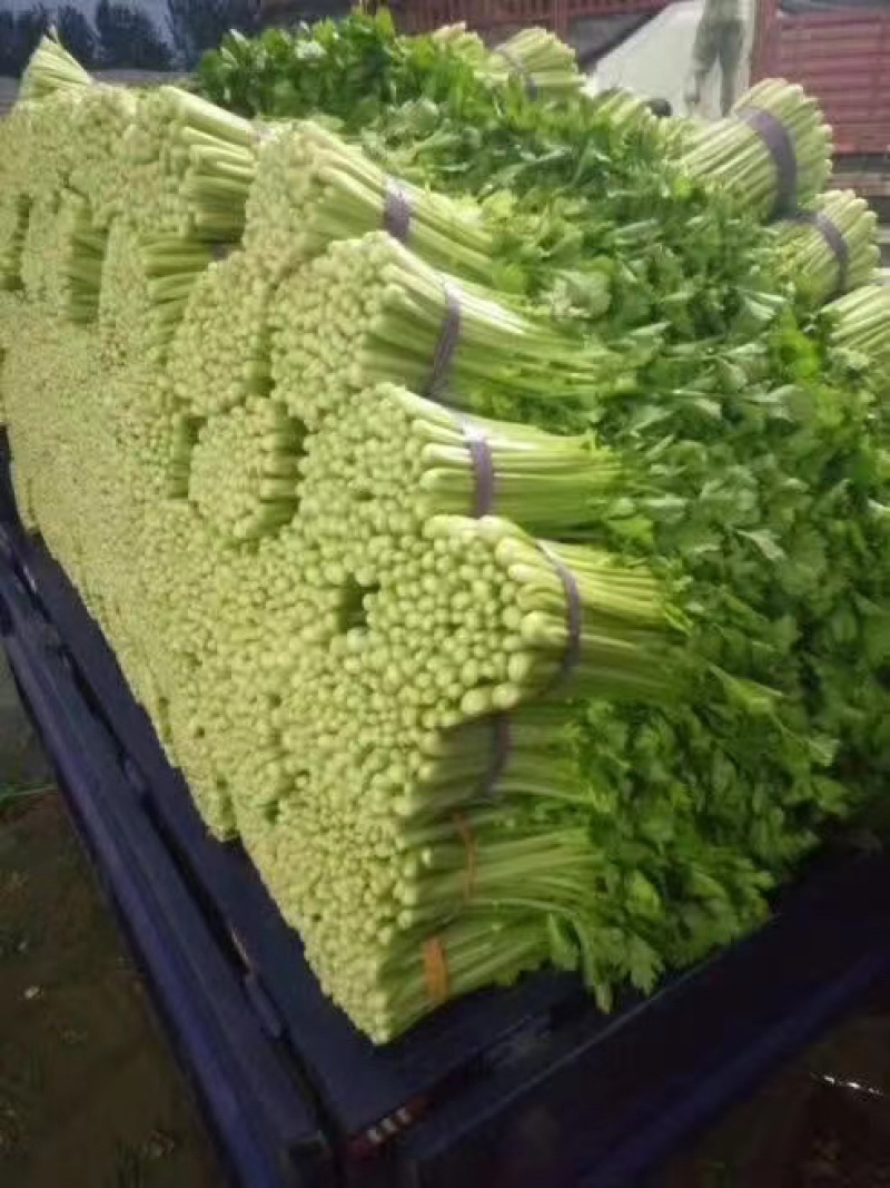优质供货电商，芹菜细棵中棵粗棵价格合适