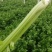 优质供货电商，芹菜细棵中棵粗棵价格合适
