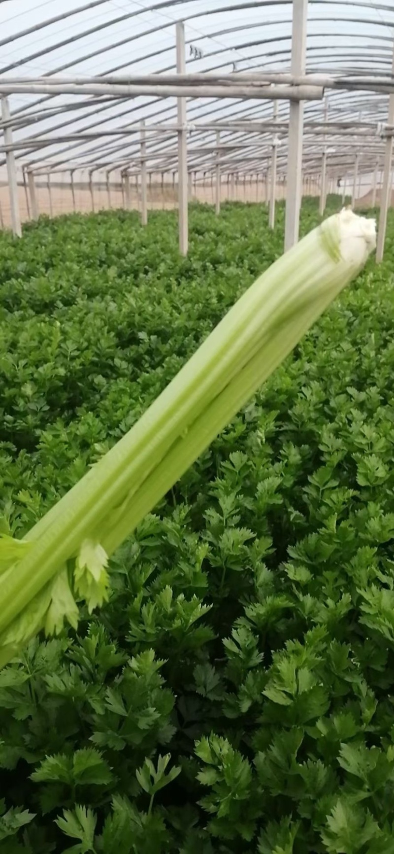 优质供货电商，芹菜细棵中棵粗棵价格合适