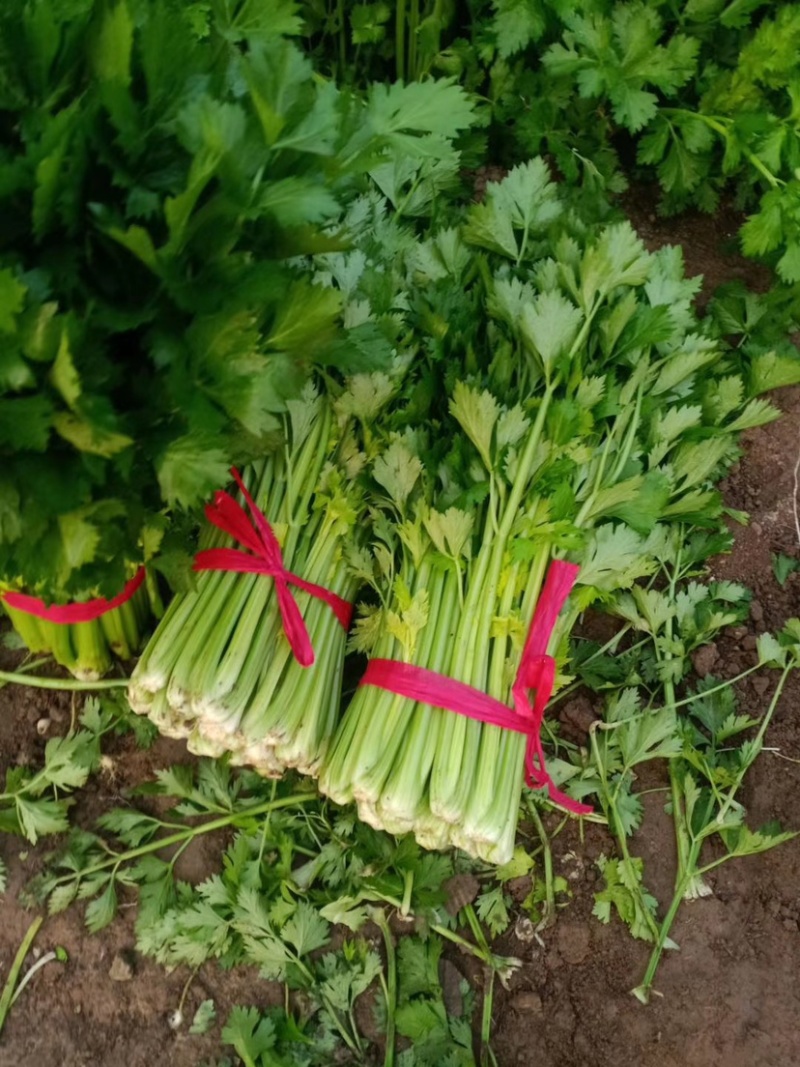 优质供货电商，芹菜细棵中棵粗棵价格合适