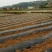 地膜农地膜塑料薄膜纯黑防草地膜黑地膜