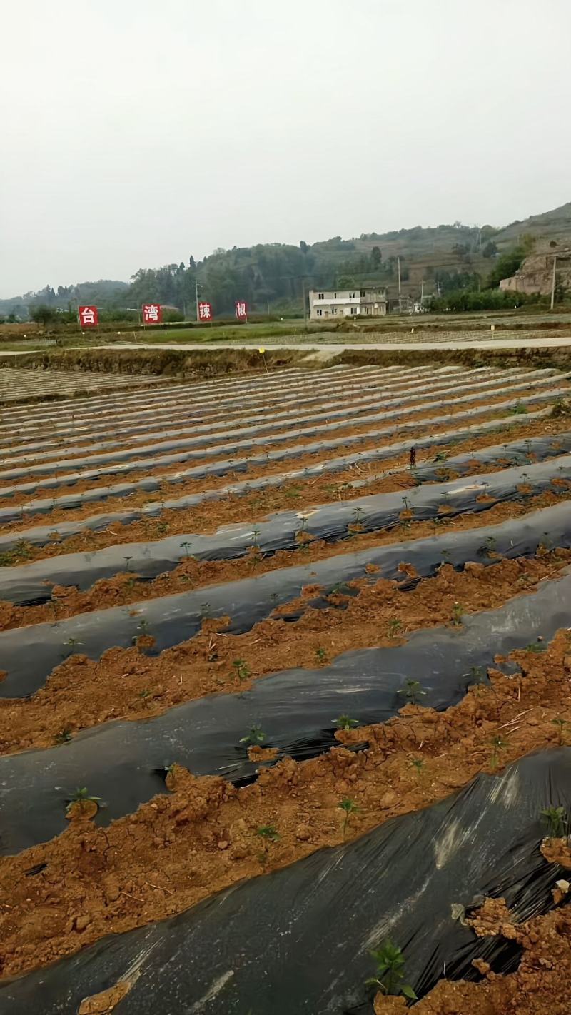 地膜农地膜塑料薄膜纯黑防草地膜黑地膜