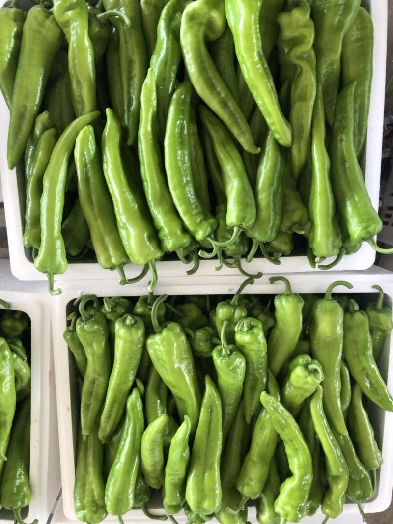 精品尖辣椒牛椒可散装，可装箱，代发全国，产地代办