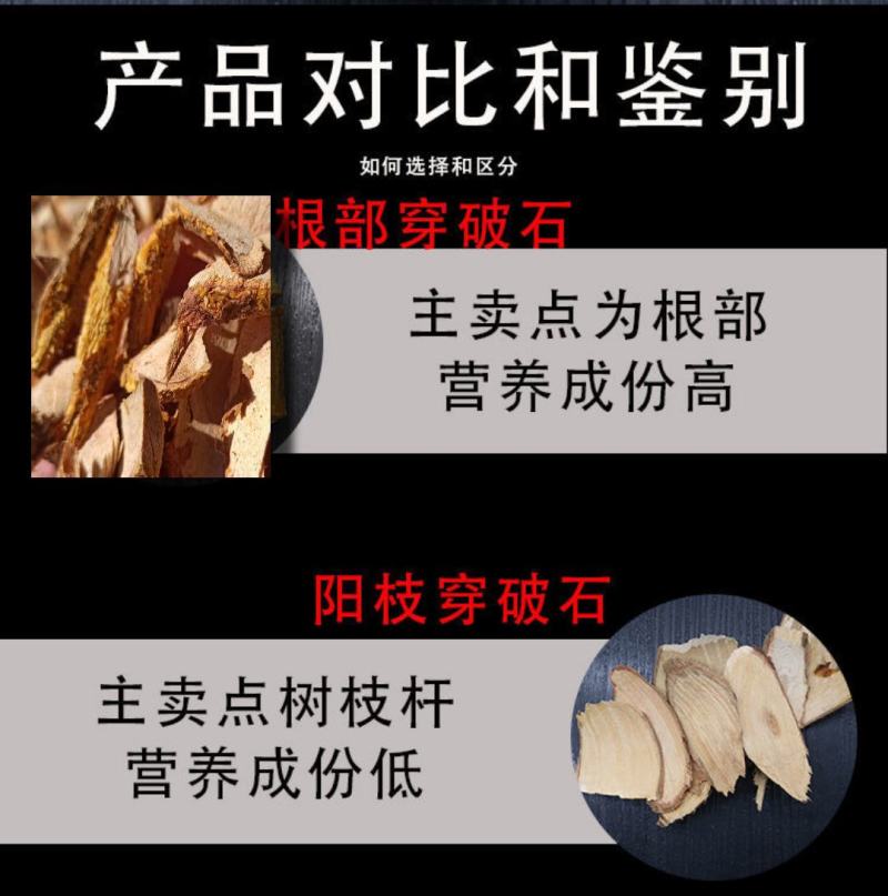 纯正野生中药材穿破石柘木根川破石地棉根切片干品新