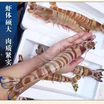 东山岛大斑节虾鲜活速冻大九节虾整合装厂家直发