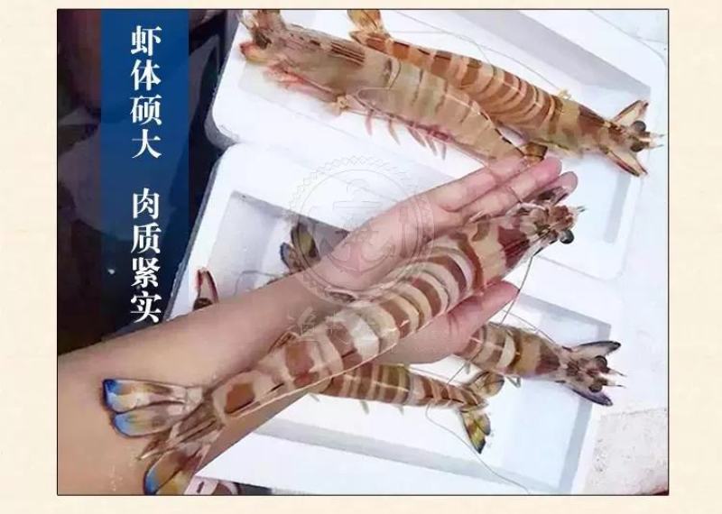 东山岛大斑节虾鲜活速冻大九节虾整合装厂家直发