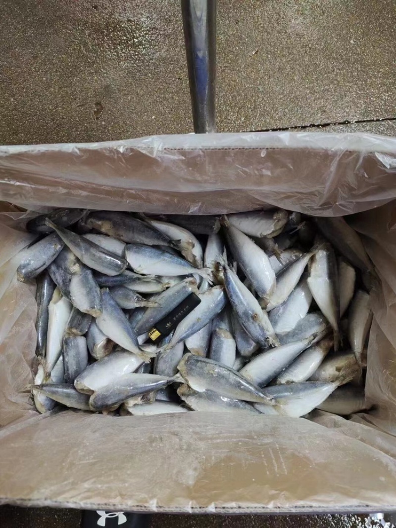 巴浪鱼