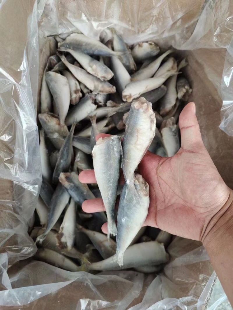 巴浪鱼