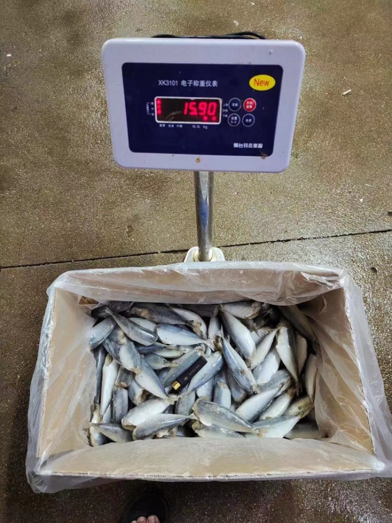 巴浪鱼