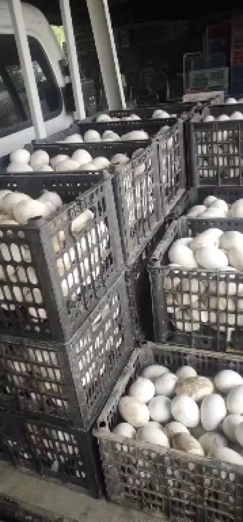 凹壳鲜鸭蛋，长期合作，质量有保障，供应量有保障，重量保障