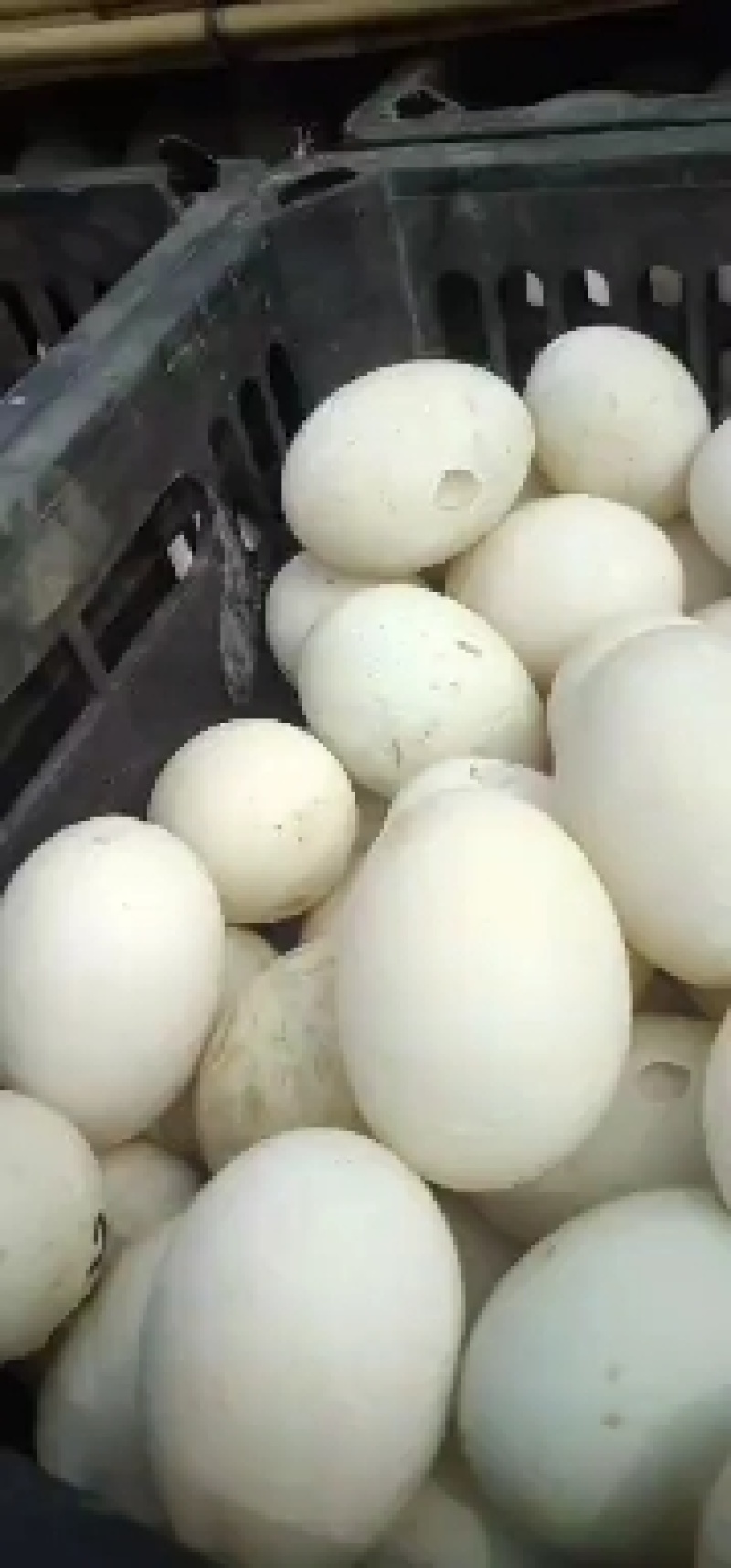 凹壳鲜鸭蛋，长期合作，质量有保障，供应量有保障，重量保障
