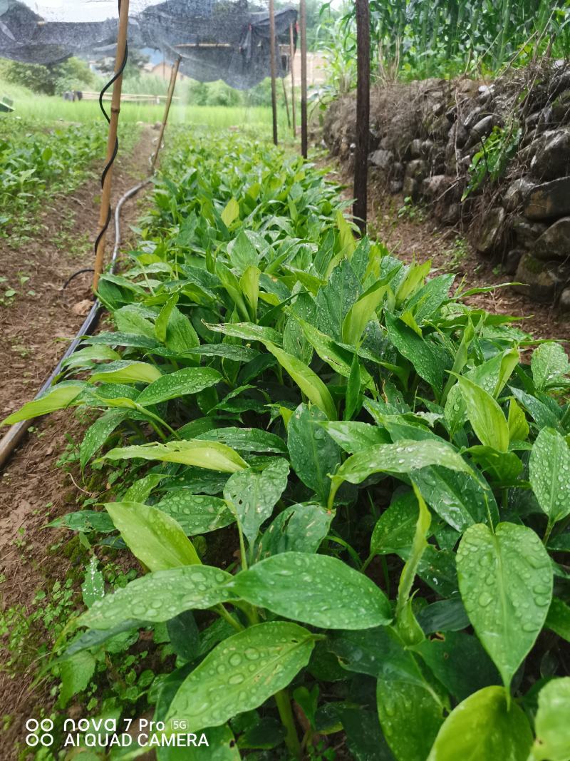 草果苗