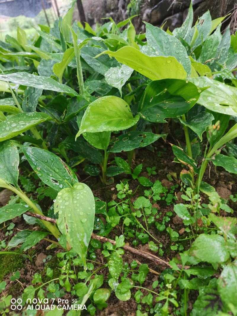草果苗