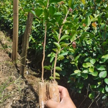 油茶苗