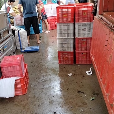 皇冠梨