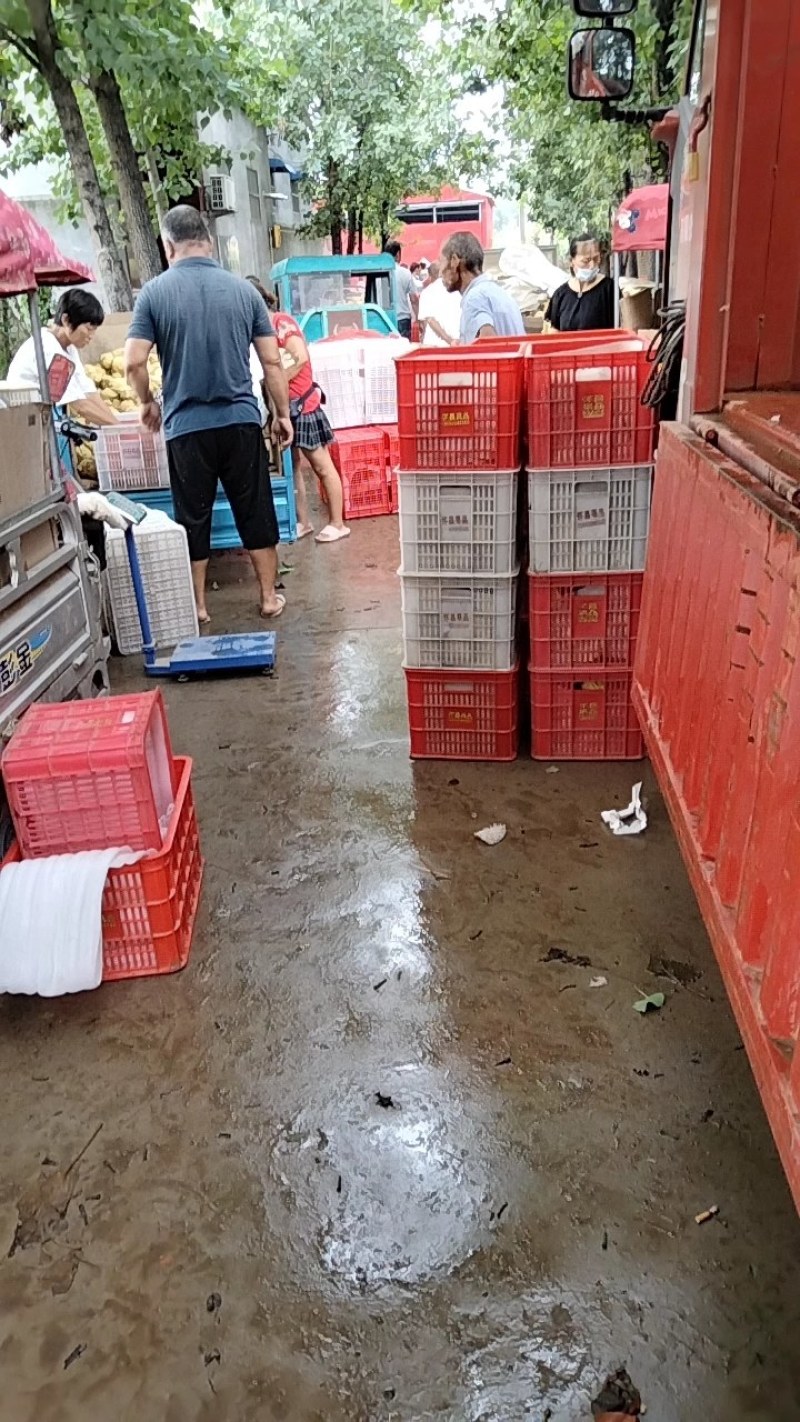 皇冠梨