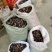 高原洋荷（洋霍阳荷洋荷姜）现摘现发（包邮）