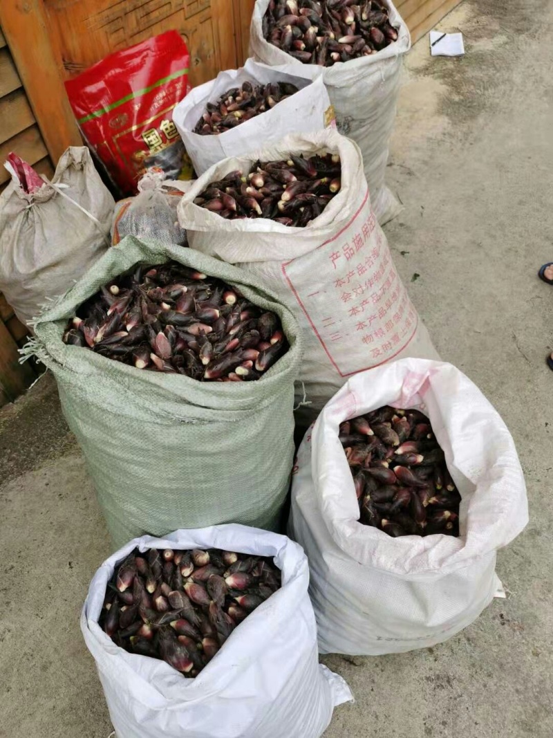 高原洋荷（洋霍阳荷洋荷姜）现摘现发（包邮）