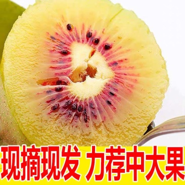 浦江【红心猕猴桃】一件代发，对接电商/微商/直播平台
