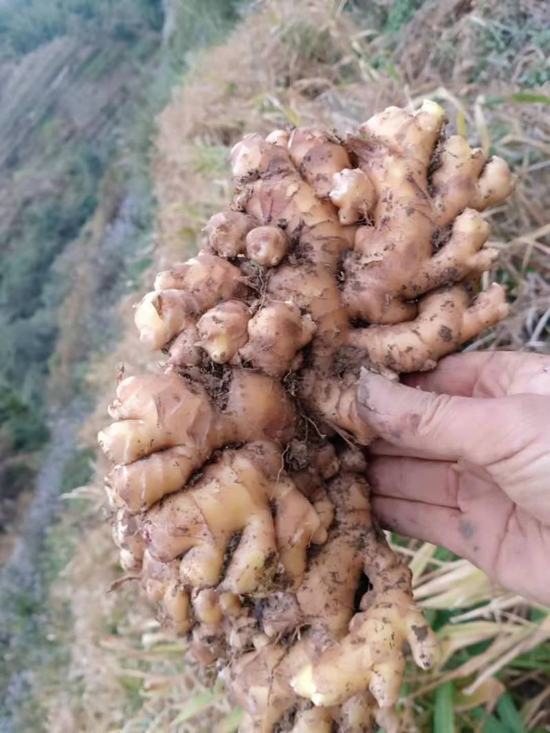 云南山地小黄姜，当年产新小黄姜