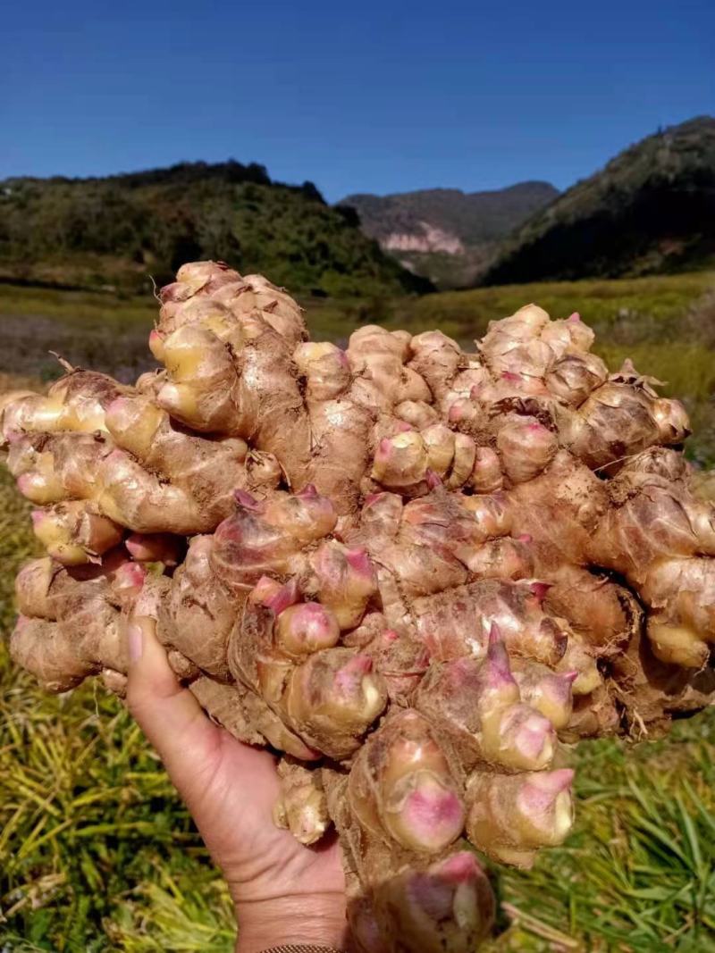 云南山地小黄姜，当年产新小黄姜
