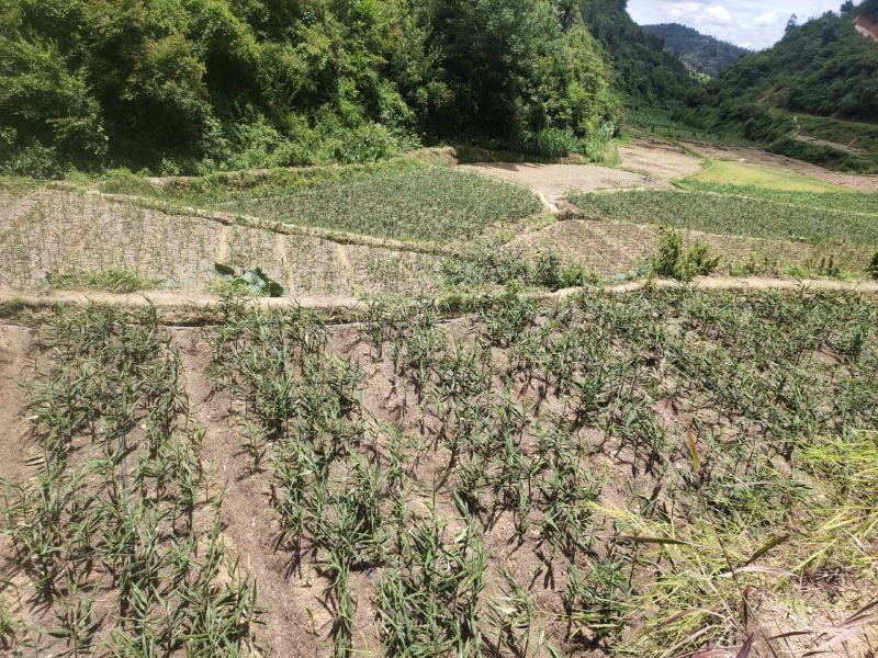 云南山地小黄姜，当年产新小黄姜