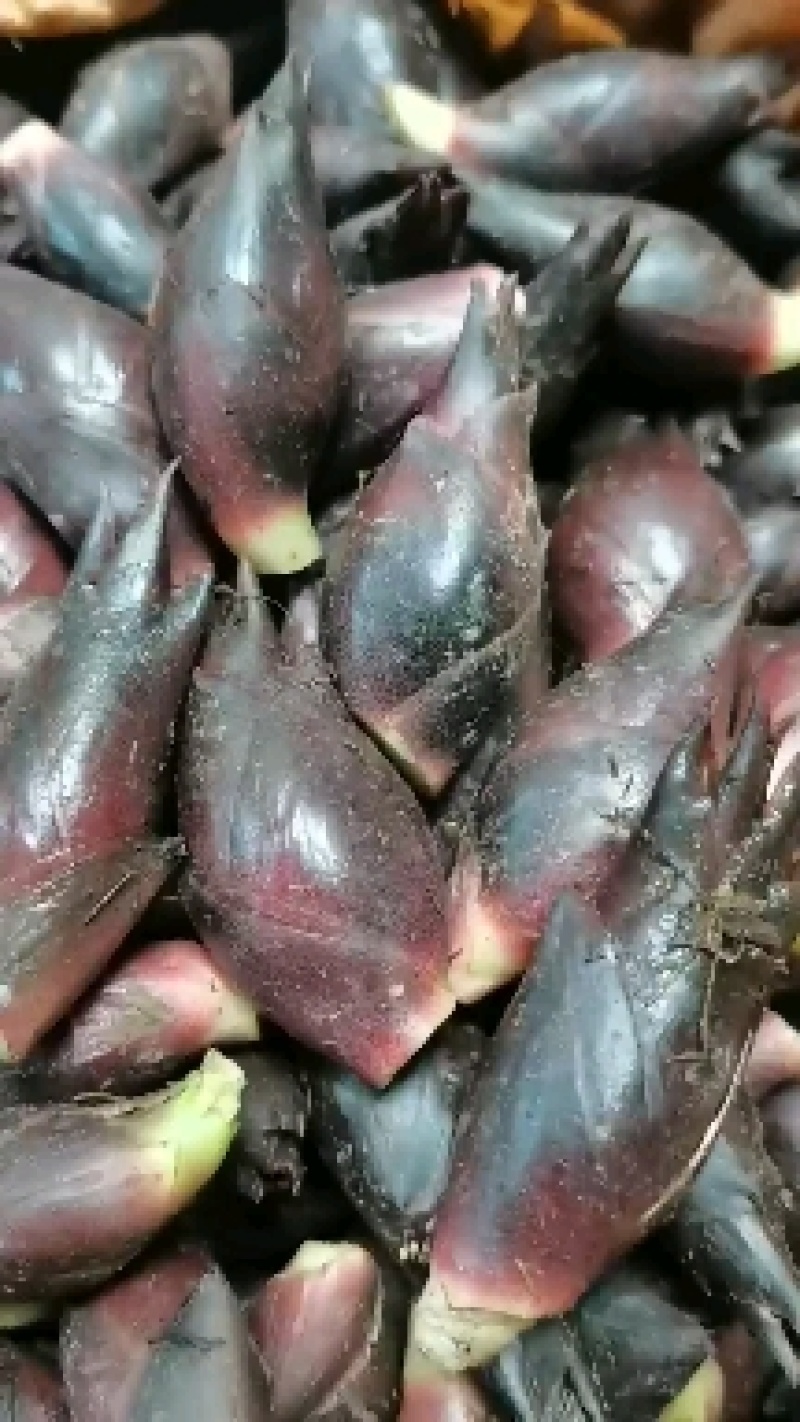 阳荷批发零售大降价