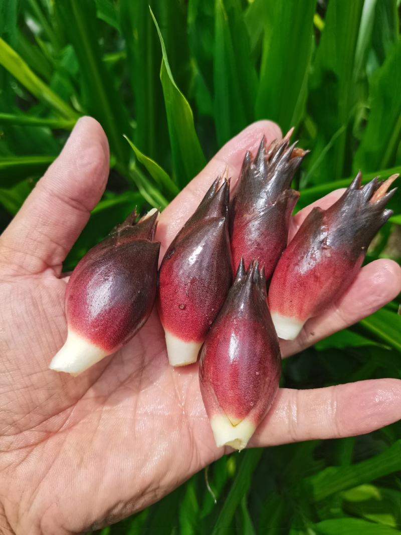 阳荷批发零售大降价