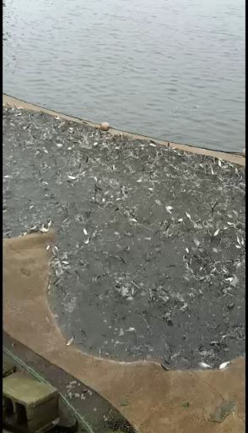 白鲢鱼苗