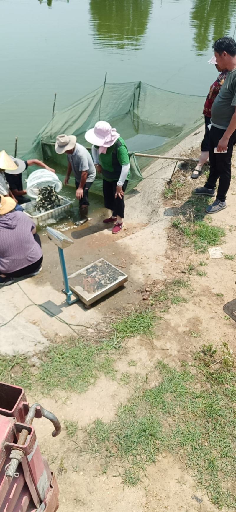 白鲢鱼苗