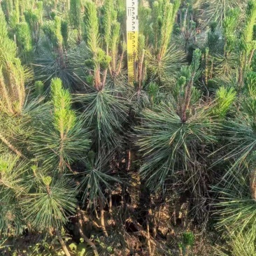 营养杯油松苗，高度1米油松，1米2油松，1米4油松杯苗