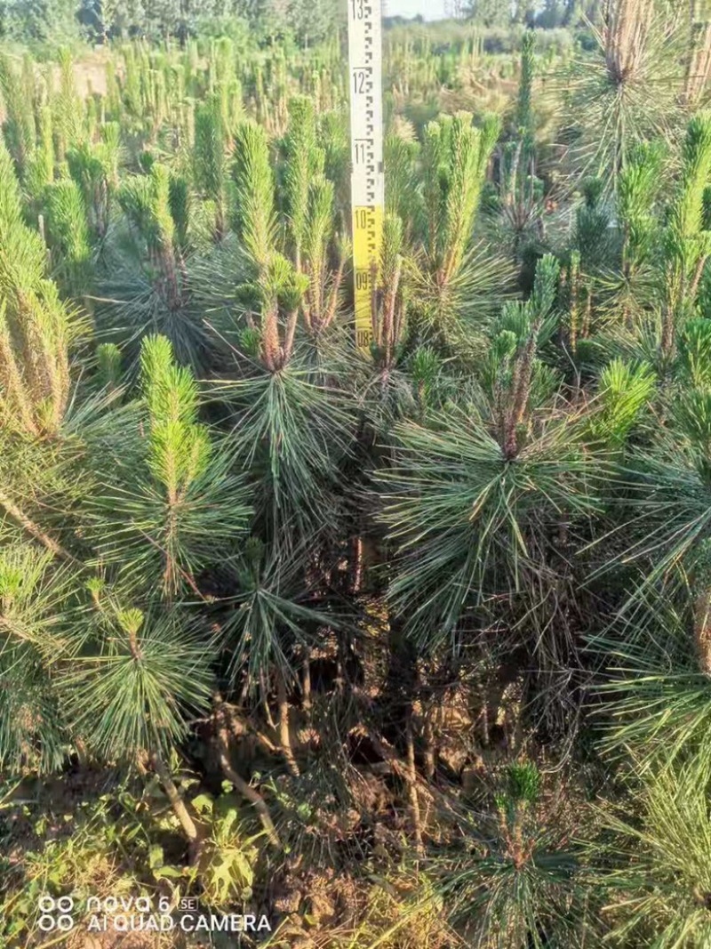 营养杯油松苗，高度1米油松，1米2油松，1米4油松杯苗