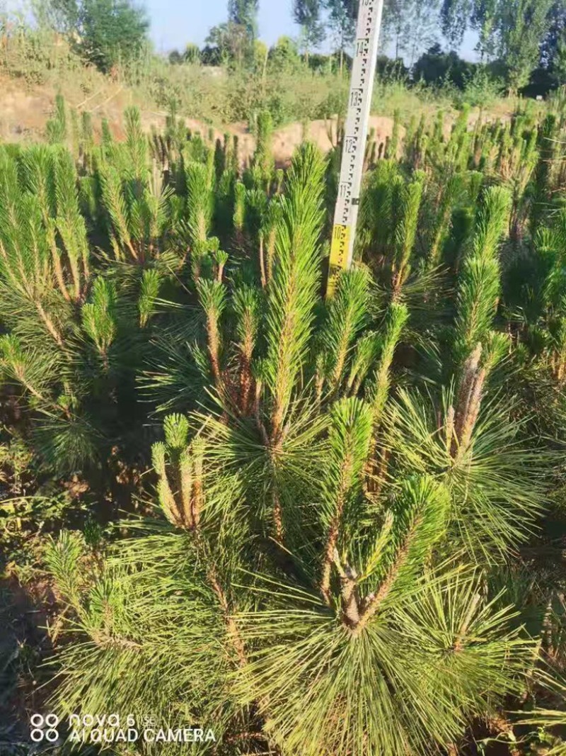 营养杯油松苗，高度1米油松，1米2油松，1米4油松杯苗