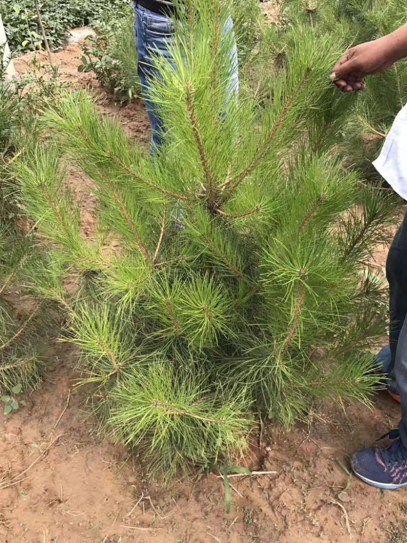 营养杯油松苗，高度1米油松，1米2油松，1米4油松杯苗