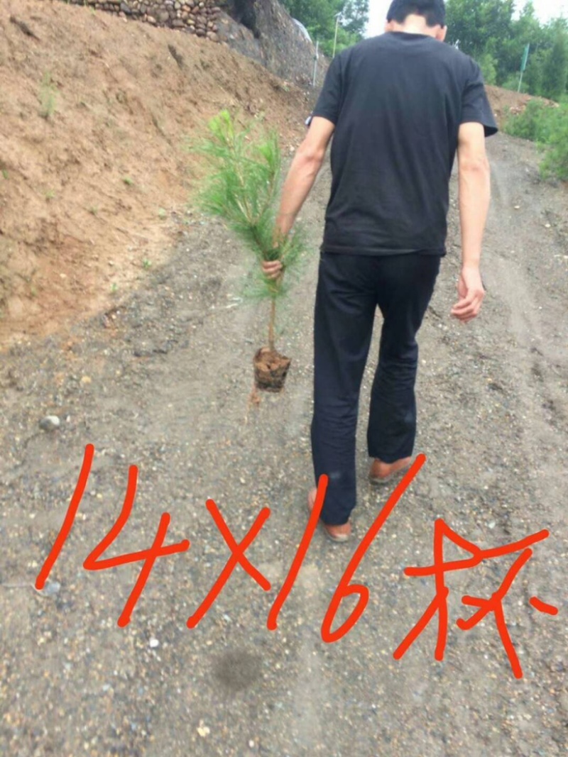 营养杯油松苗，高度1米油松，1米2油松，1米4油松杯苗