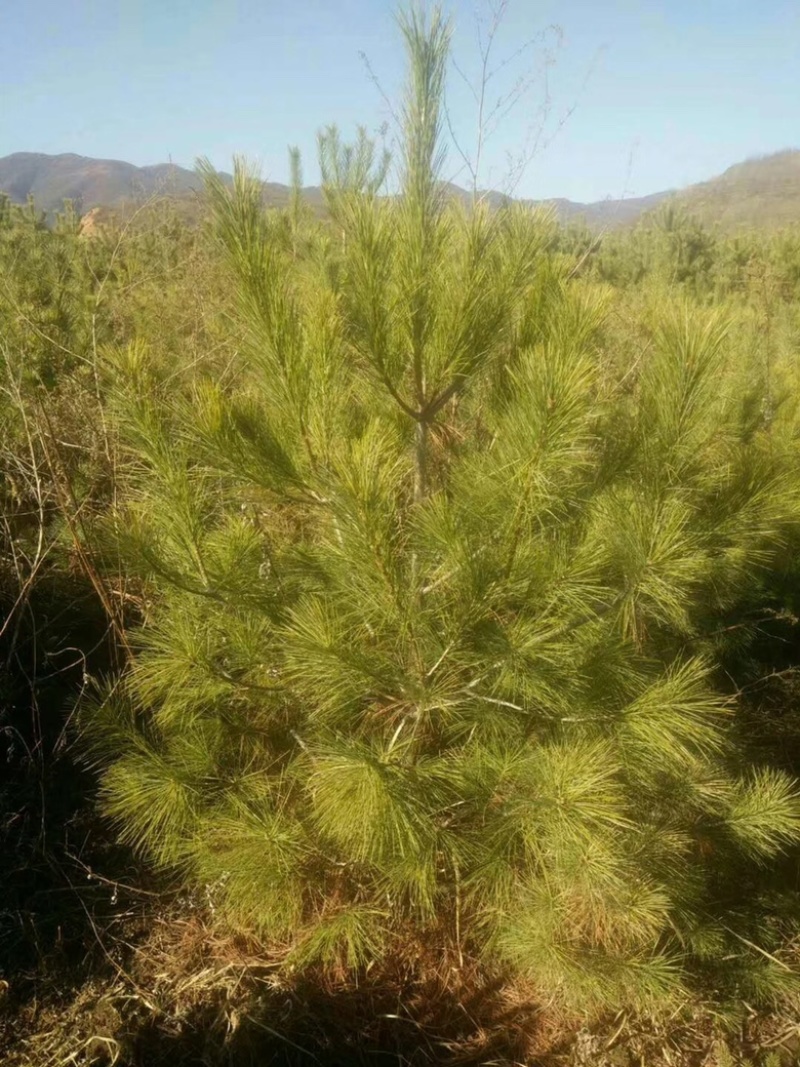 营养杯油松苗，高度1米油松，1米2油松，1米4油松杯苗