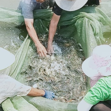 白鲢鱼苗