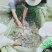 白鲢鱼苗