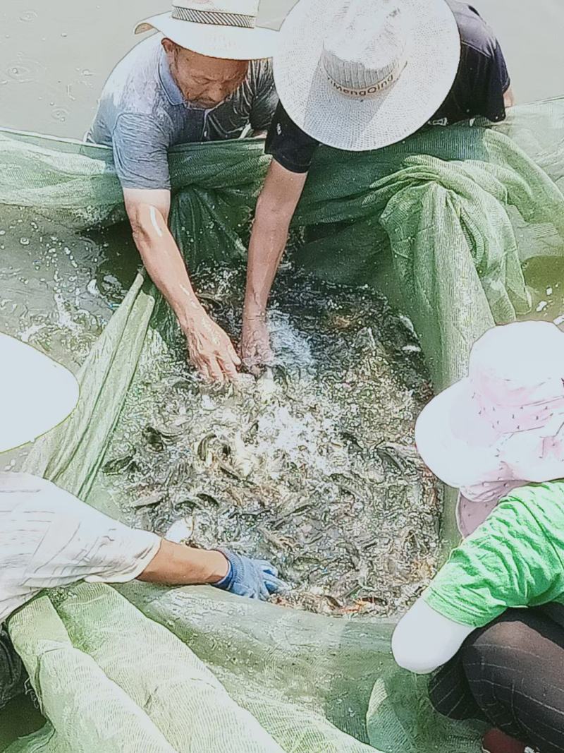 白鲢鱼苗