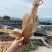 东山鱿鱼母，补品