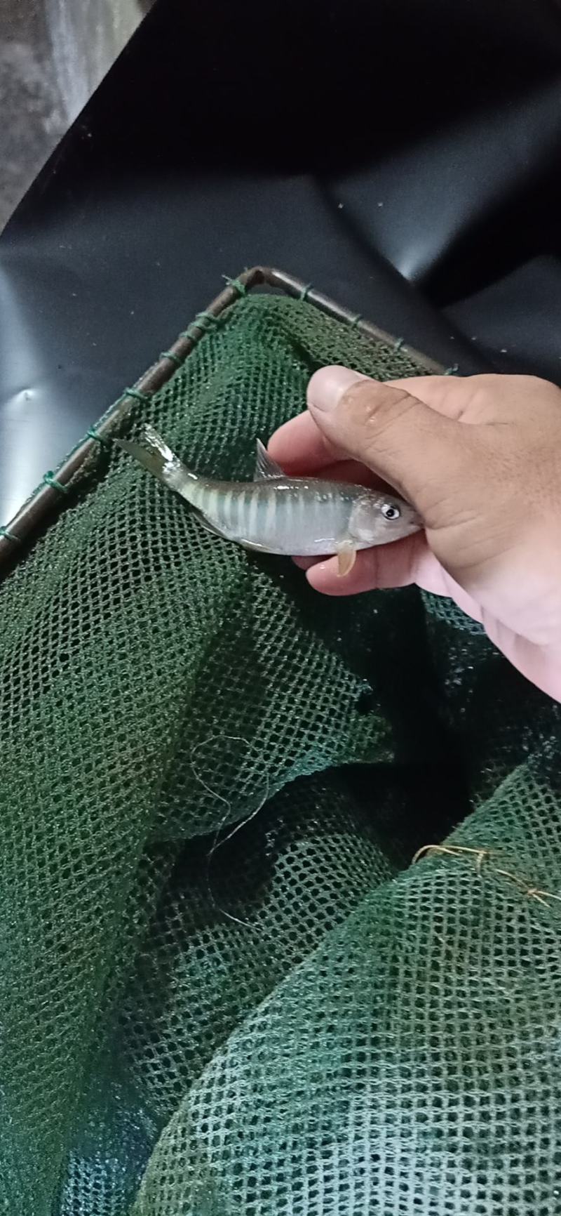 长鳍鱲马口鱲溪哥桃花鱼原生冷水鱼活体观赏鱼不加温凶