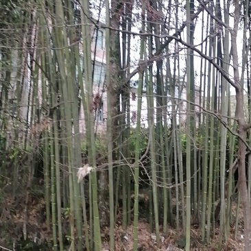 麻竹